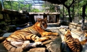 Two dead tiger samples at Mango Garden tourist area tested positive for influenza A/H5N1 virus